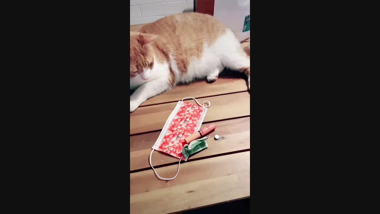 Cat Thief Called Out