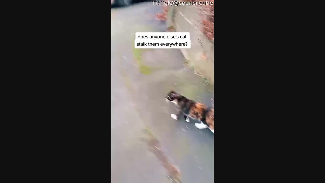 Cat Follows Owner Wherever She Goes